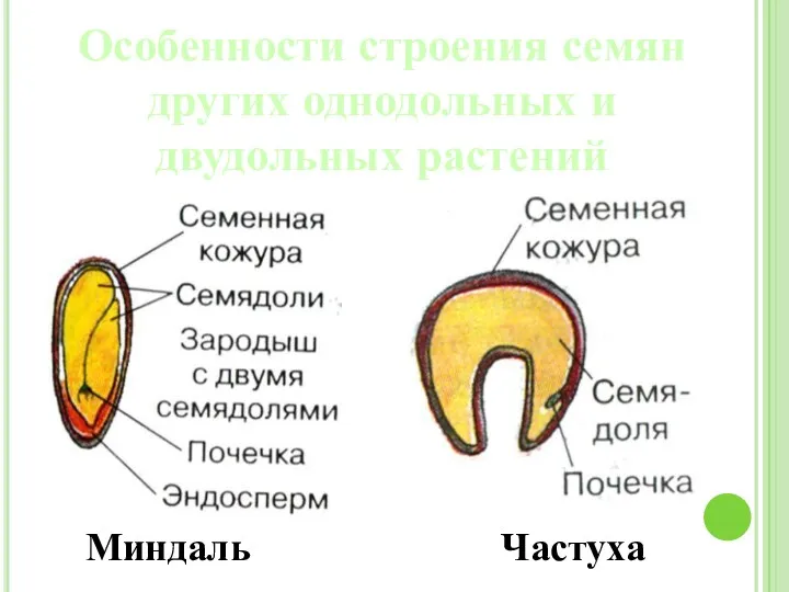 Особенности строения семян других однодольных и двудольных растений Миндаль Частуха