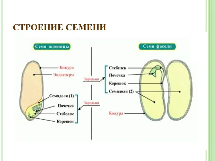 СТРОЕНИЕ СЕМЕНИ