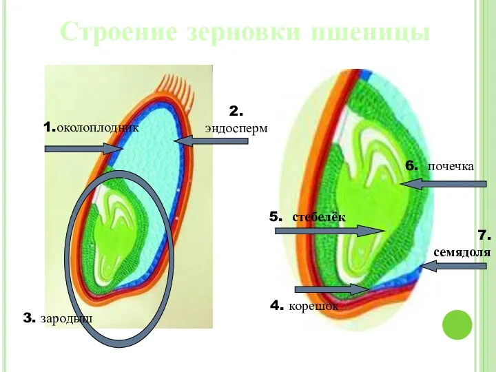 1.околоплодник 2. эндосперм 3. зародыш 5. стебелёк 4. корешок 6. почечка 7. семядоля Строение зерновки пшеницы