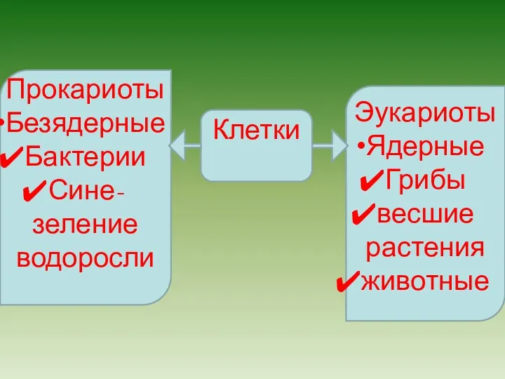 Эукариоты Ядерные Грибы весшие растения животные Прокариоты Безядерные Бактерии Сине-зеление водоросли Клетки