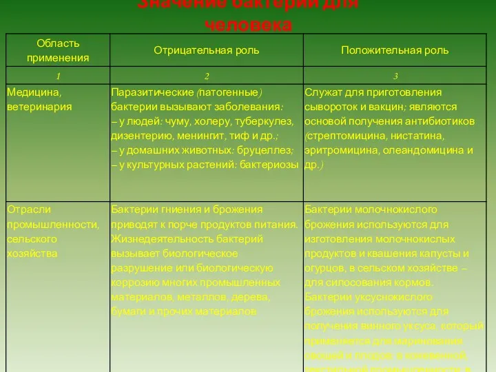 Значение бактерий для человека