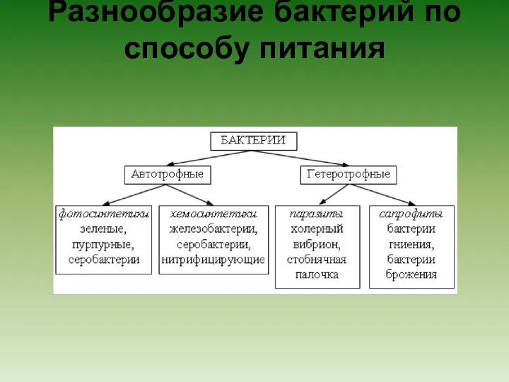 Разнообразие бактерий по способу питания