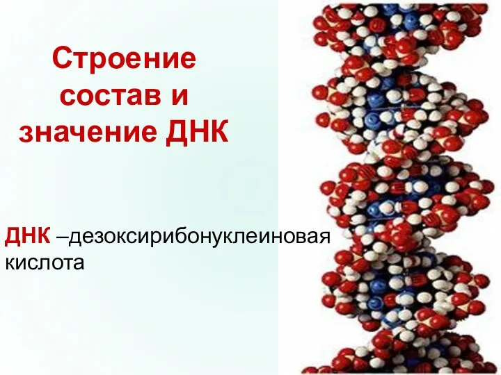 Строение состав и значение ДНК ДНК –дезоксирибонуклеиновая кислота