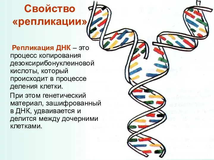 Свойство «репликации» Репликация ДНК – это процесс копирования дезоксирибонуклеиновой кислоты,