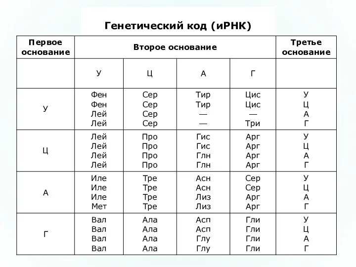 Генетический код (иРНК)