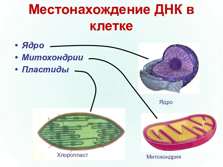 Местонахождение ДНК в клетке Ядро Митохондрии Пластиды Хлоропласт Митохондрия Ядро