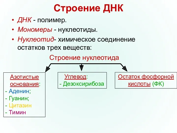 Строение ДНК ДНК - полимер. Мономеры - нуклеотиды. Нуклеотид- химическое