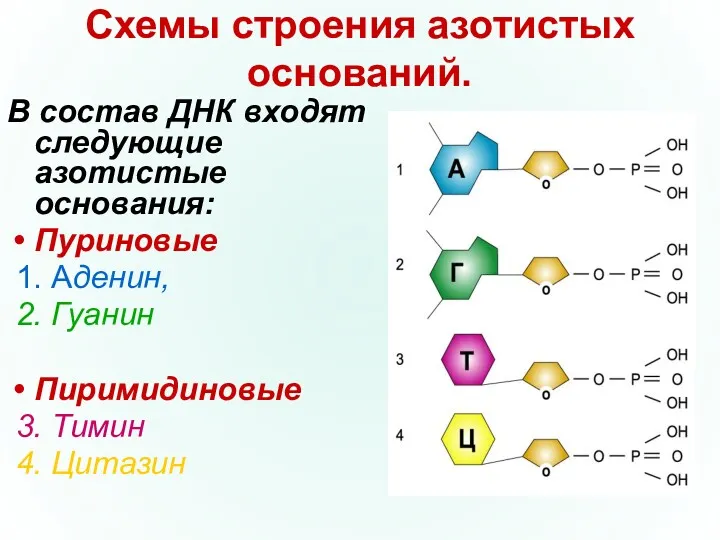 Схемы строения азотистых оснований. В состав ДНК входят следующие азотистые