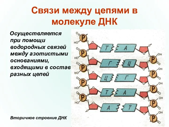 Связи между цепями в молекуле ДНК Осуществляется при помощи водородных