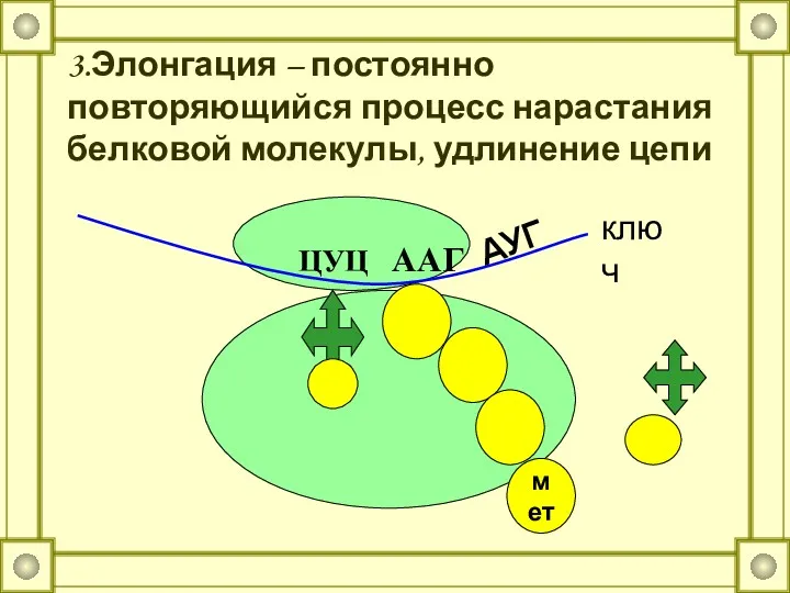 3.Элонгация – постоянно повторяющийся процесс нарастания белковой молекулы, удлинение цепи АУГ ЦУЦ ААГ ключ мет