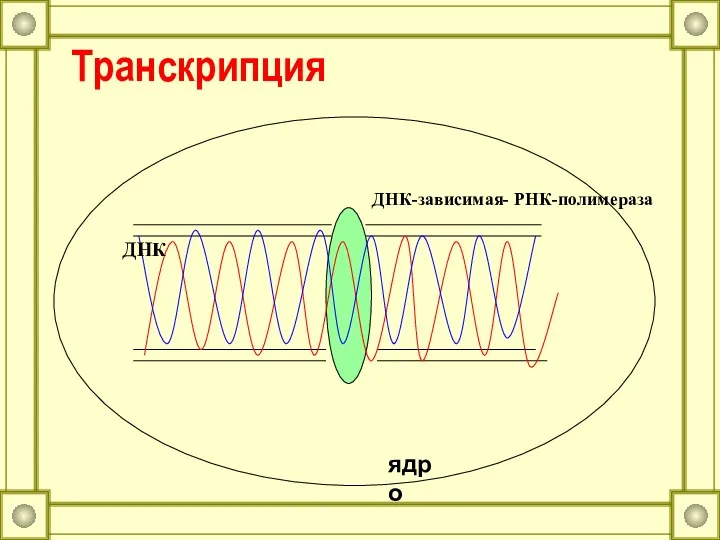 Транскрипция ДНК ДНК-зависимая- РНК-полимераза ядро