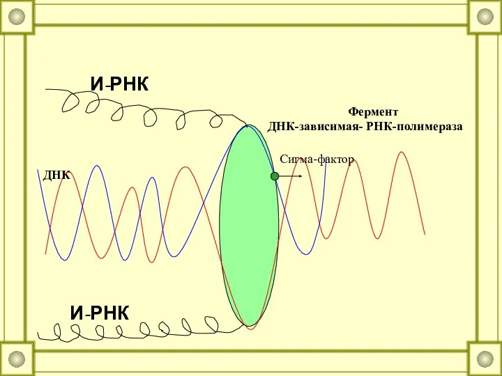 И-РНК И-РНК Фермент ДНК-зависимая- РНК-полимераза ДНК Сигма-фактор