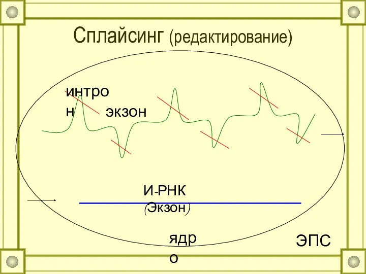 Сплайсинг (редактирование) экзон интрон И-РНК (Экзон) ЭПС ядро