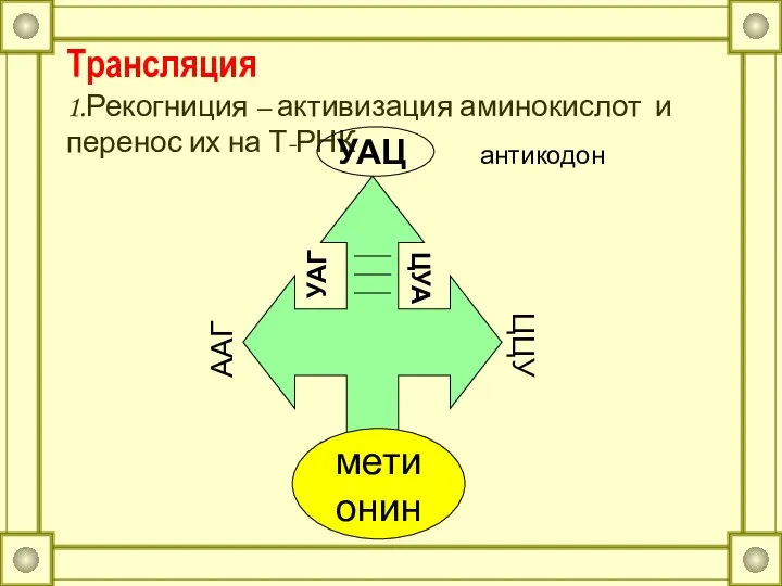 Трансляция 1.Рекогниция – активизация аминокислот и перенос их на Т-РНК