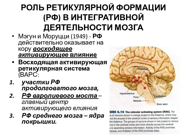 РОЛЬ РЕТИКУЛЯРНОЙ ФОРМАЦИИ (РФ) В ИНТЕГРАТИВНОЙ ДЕЯТЕЛЬНОСТИ МОЗГА Мэгун и