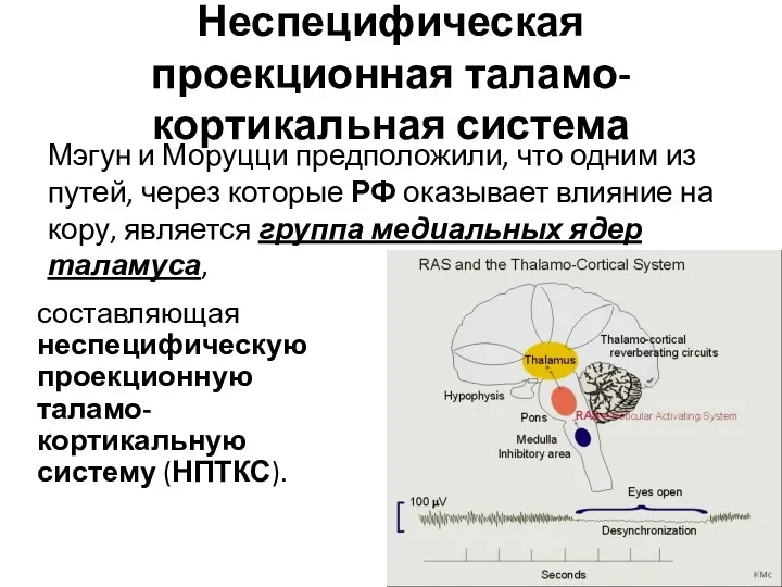 Неспецифическая проекционная таламо-кортикальная система составляющая неспецифическую проекционную таламо-кортикальную систему (НПТКС).