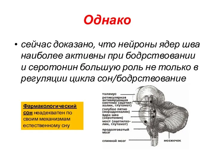 Однако сейчас доказано, что нейроны ядер шва наиболее активны при