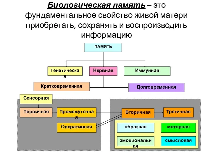 Биологическая память – это фундаментальное свойство живой матери приобретать, сохранять и воспроизводить информацию