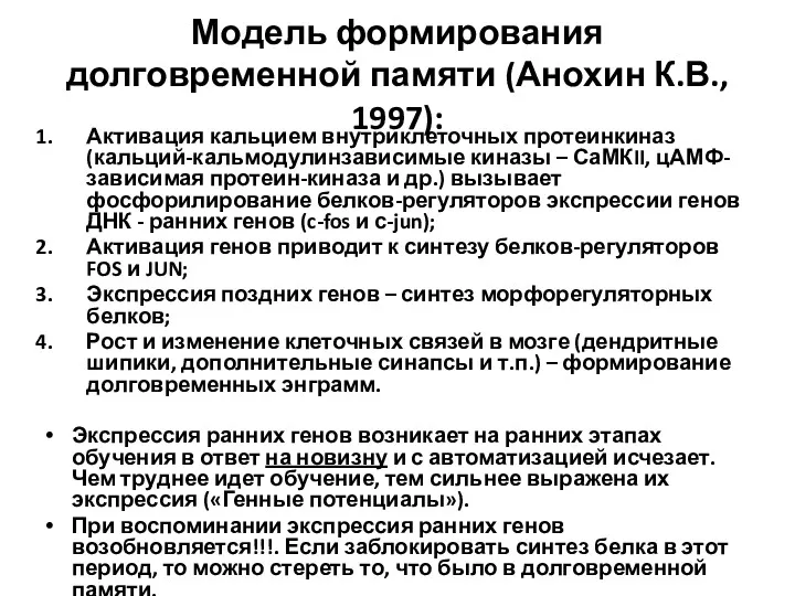 Модель формирования долговременной памяти (Анохин К.В., 1997): Активация кальцием внутриклеточных