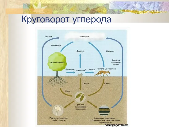 Круговорот углерода