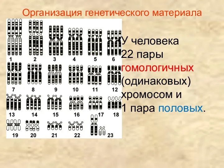 Организация генетического материала У человека 22 пары гомологичных (одинаковых) хромосом и 1 пара половых.