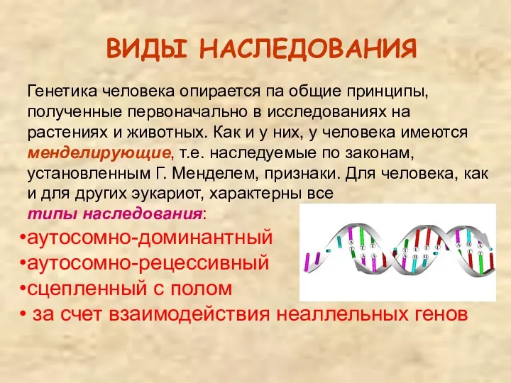 ВИДЫ НАСЛЕДОВАНИЯ Генетика человека опирается па общие принципы, полученные первоначально