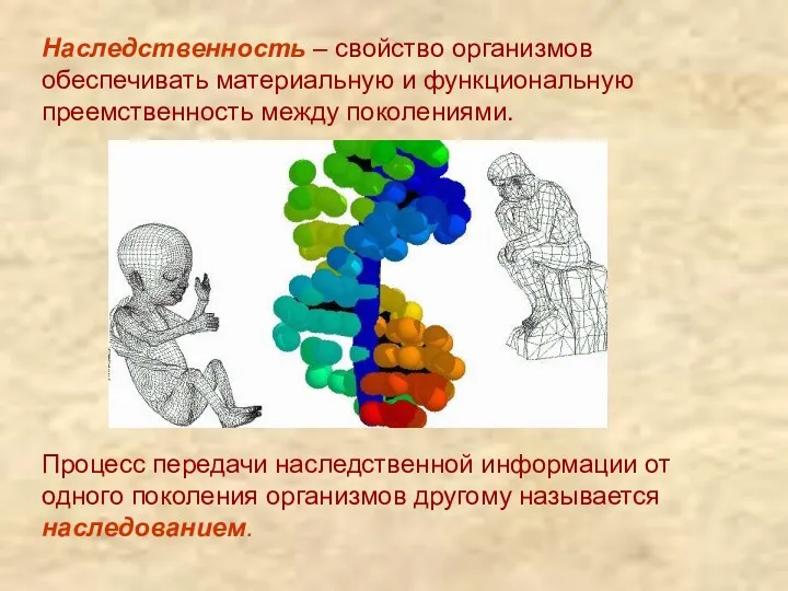 Наследственность – свойство организмов обеспечивать материальную и функциональную преемственность между