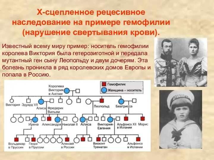 Х-сцепленное рецесивное наследование на примере гемофилии (нарушение свертывания крови). Известный