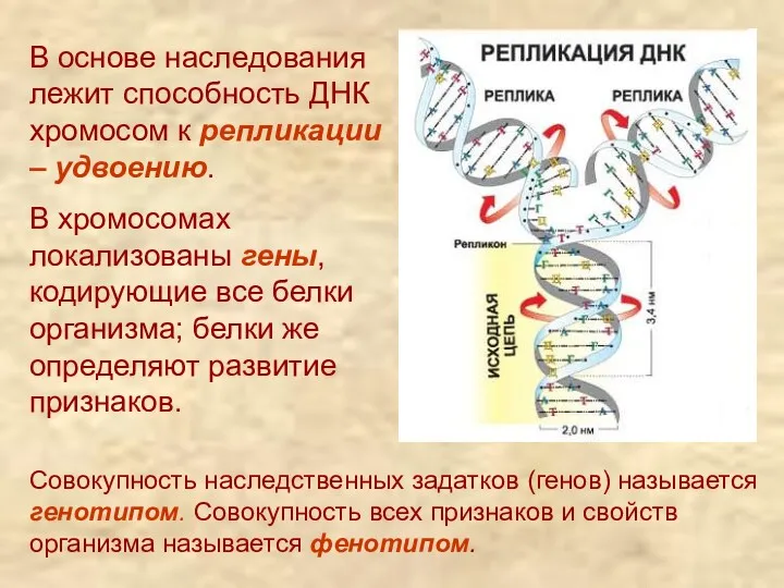 В основе наследования лежит способность ДНК хромосом к репликации –