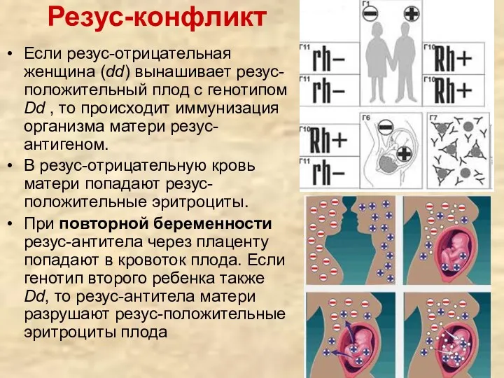 Резус-конфликт Если резус-отрицательная женщина (dd) вынашивает резус-положительный плод с генотипом