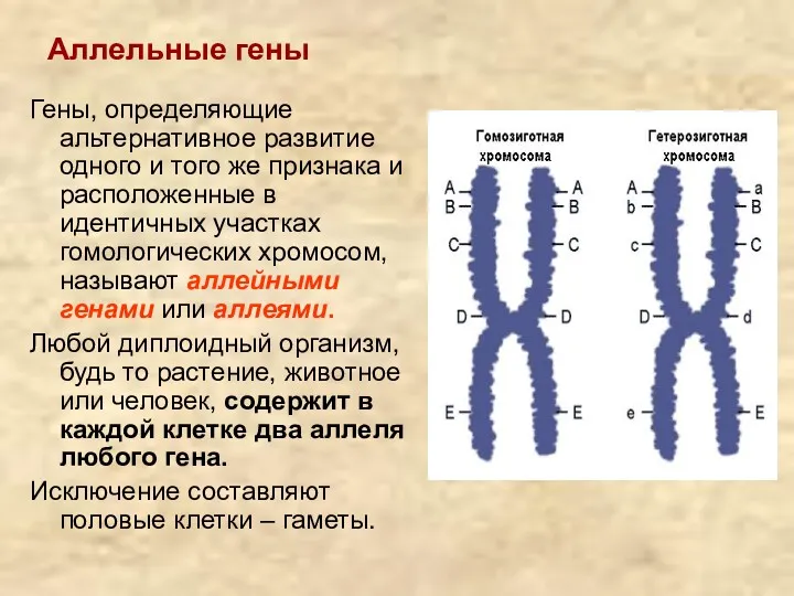 Аллельные гены Гены, определяющие альтернативное развитие одного и того же