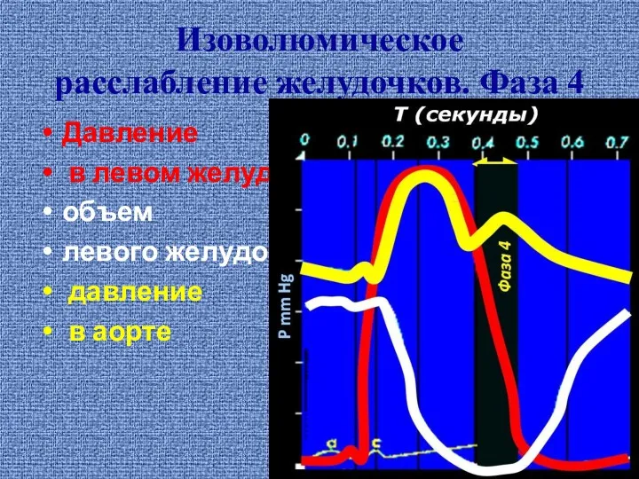 Изоволюмическое расслабление желудочков. Фаза 4 Давление в левом желудочке объем левого желудочка давление в аорте