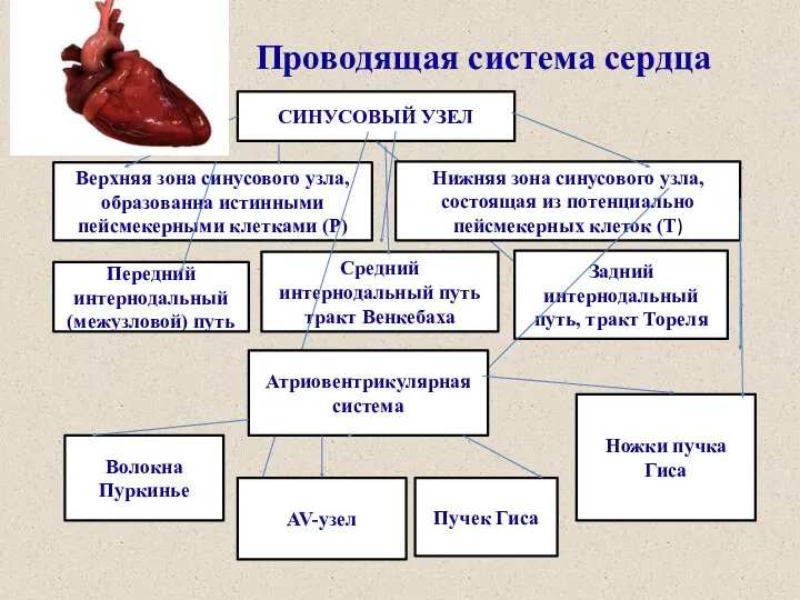 ППр Проводящая система сердца СИНУСОВЫЙ УЗЕЛ Верхняя зона синусового узла,