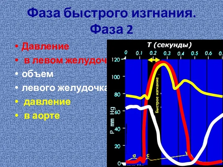 Фаза быстрого изгнания. Фаза 2 Давление в левом желудочке объем левого желудочка давление в аорте