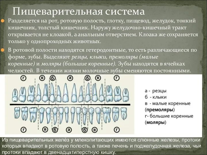 Разделяется на рот, ротовую полость, глотку, пищевод, желудок, тонкий кишечник,