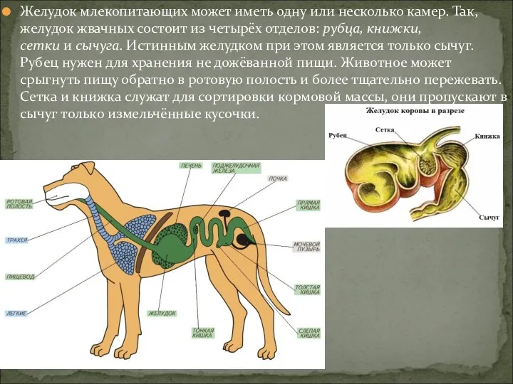 Желудок млекопитающих может иметь одну или несколько камер. Так, желудок