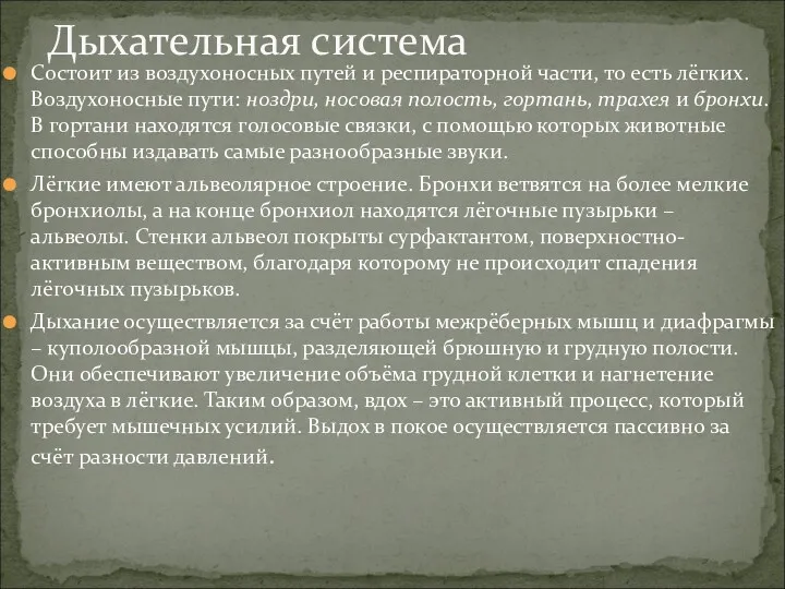 Состоит из воздухоносных путей и респираторной части, то есть лёгких.