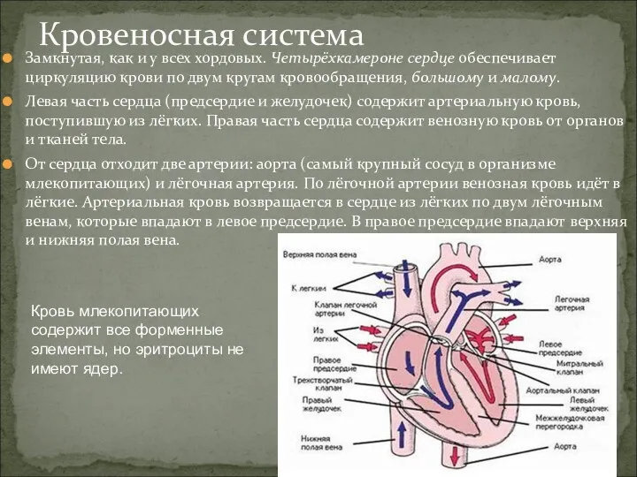 Замкнутая, как и у всех хордовых. Четырёхкамероне сердце обеспечивает циркуляцию