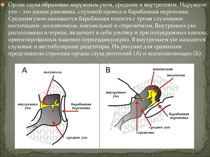 Орган слуха образован наружным ухом, средним и внутренним. Наружное ухо