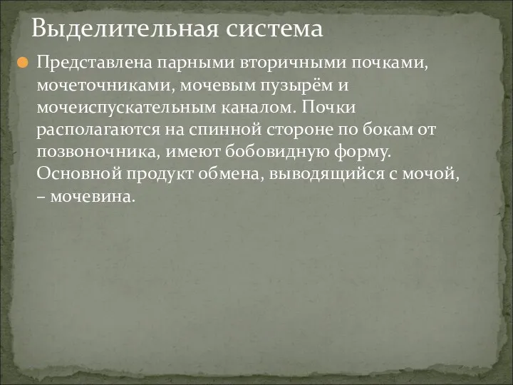 Представлена парными вторичными почками, мочеточниками, мочевым пузырём и мочеиспускательным каналом.