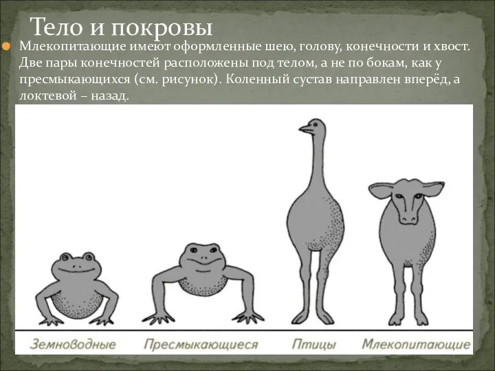 Млекопитающие имеют оформленные шею, голову, конечности и хвост. Две пары