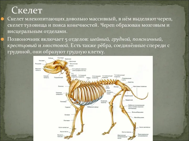 Скелет млекопитающих довольно массивный, в нём выделяют череп, скелет туловища