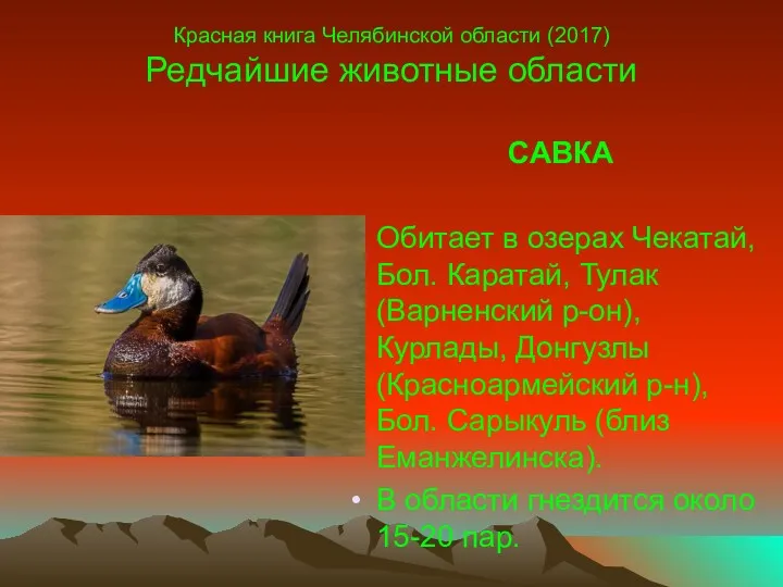 Красная книга Челябинской области (2017) Редчайшие животные области САВКА Обитает в озерах Чекатай,