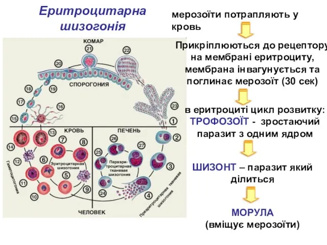 мерозоїти потрапляють у кровь Прикріплюються до рецептору на мембрані еритроциту,