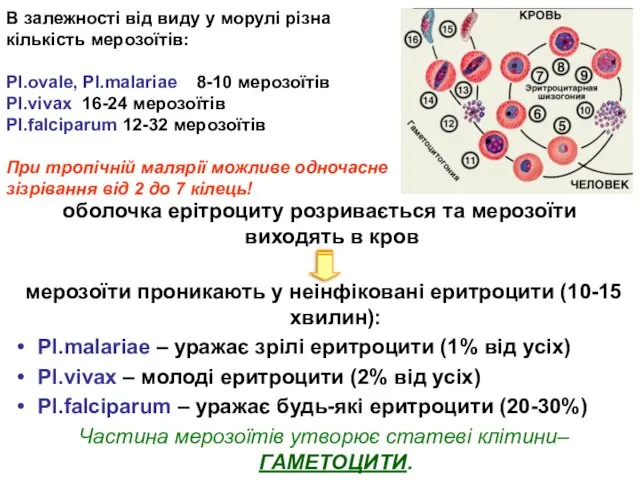 В залежності від виду у морулі різна кількість мерозоїтів: Pl.ovale,