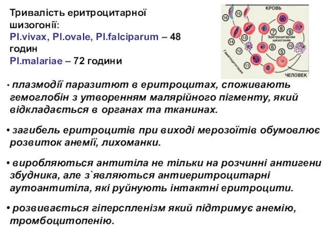 Тривалість еритроцитарної шизогонії: Pl.vivax, Pl.ovale, Pl.falciparum – 48 годин Pl.malariae