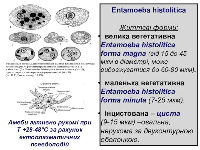 Entamoeba histolitica Життєві форми: велика вегетативна Entamoeba histolitica forma magna