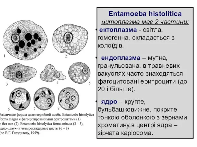 Entamoeba histolitica цитоплазма має 2 частини: ектоплазма - світла, гомогенна,