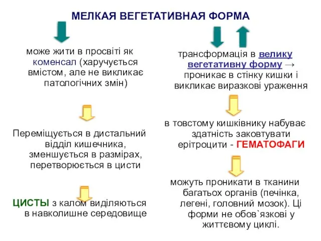 МЕЛКАЯ ВЕГЕТАТИВНАЯ ФОРМА може жити в просвіті як коменсал (харучується