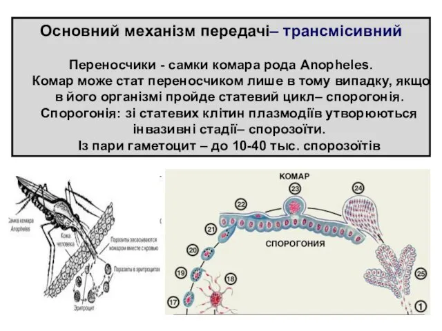 Основний механізм передачі– трансмісивний Переносчики - самки комара рода Anopheles.